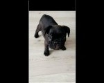 Francuski buldog 